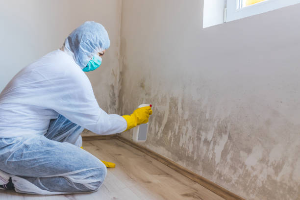 Licensed Basement Mold Remediation service in Bridgman, MI - Car Mold Remediation