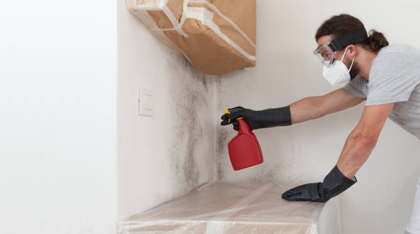 Professional Basement Mold Remediation technician working in Bridgman, MI