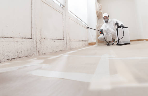 24/7 Emergency Basement Mold Remediation experts in Bridgman, MI