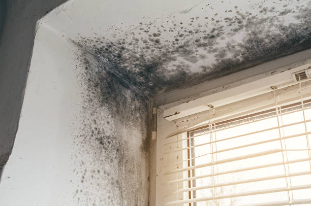 Affordable Basement Mold Remediation solutions in Bridgman, MI