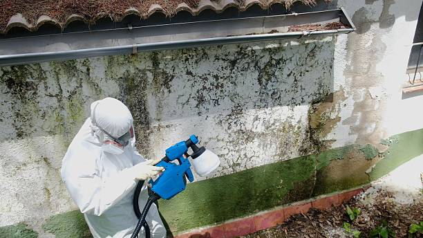 Top rated local Basement Mold Remediation specialists in Bridgman, MI